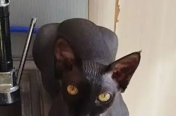 Пропала кошка, 22, Виллозское городское поселение, Виллозское - черно-пепельный канадский сфинкс - photo