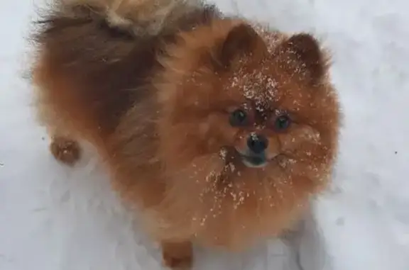 Собаки потеряшки, Подольск, фото: Потеряшка собака, Гуртовая улица, 14А, Подольск - рыжий шпиц