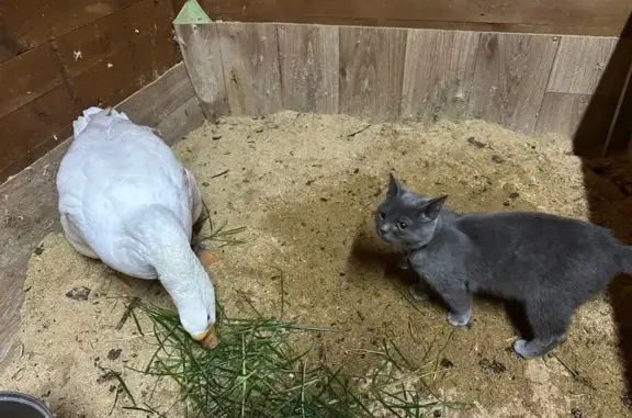 Пропал кот, улица Красный Октябрь, 119, Воронеж - серый с колокольчиком - photo