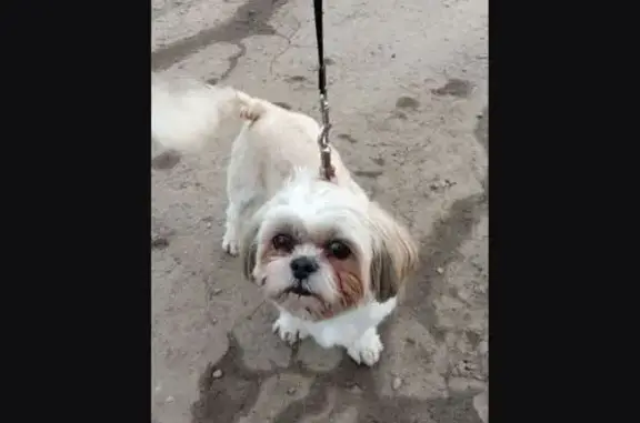 Найдена собака, Ярославль, фото: Найдена собака, Магистральная улица, 62, Ярославль - бегала по дороге