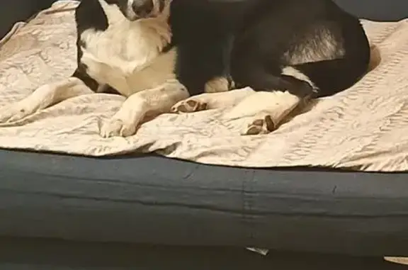 Пропала собака, женская, улица 22-го Партсъезда, 28, Самара - очень ласковая - photo