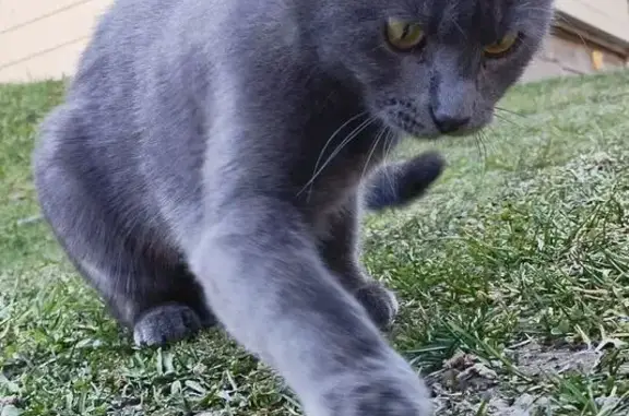 Пропала кошка, Академическая улица, 3, Сосново - серого окраса с серым ошейником - photo