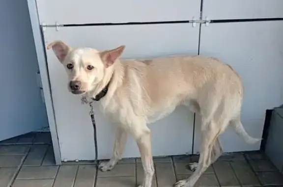 Найдена собака, Набережные Челны, фото: Найден собака, Металлургическая улица, Набережные Челны - белая с ошейником