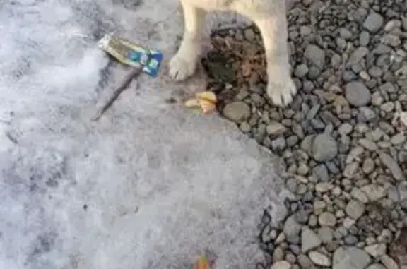 Найдена собака, Верх-Обский, фото: Найден собака, Усть-Катунь, Верх-Обский - серый окрас, голубые глаза