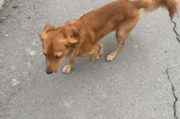 Найдена собака, Волгоград, фото: Найдена собака, проспект Ленина, 81, Волгоград