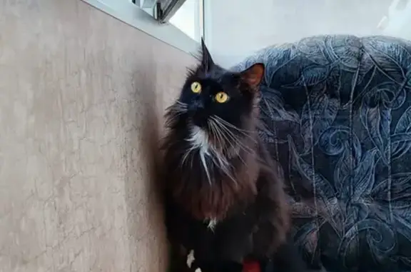 Кошки потеряшки, Муром, фото: Потеряшка кот, Комсомольская улица, 7, Муром - домашний и любознательный