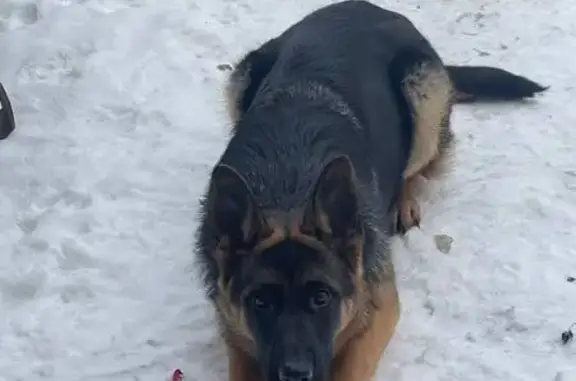 Пропала собака девочка, центральный район, Барнаул - photo