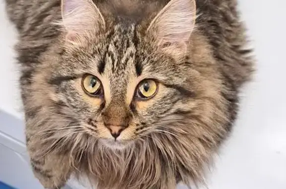 Кошки потеряшки, Новочеркасск, фото: Потеряшка кот, Комитетская улица, 110, Новочеркасск - кастрированный, пушистый