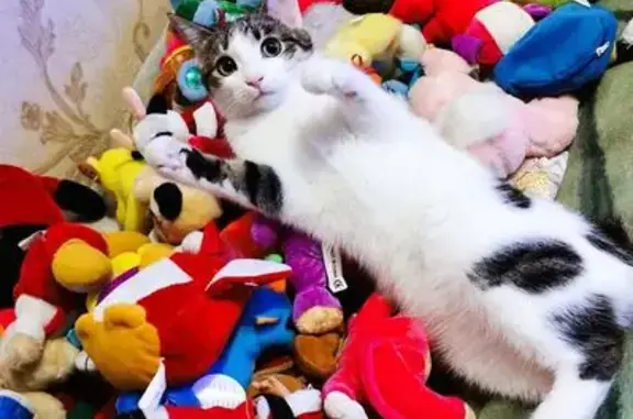 Кошки потеряшки, Нижний Новгород, фото: Потеряшка кошка, улица Веденяпина, 7, Нижний Новгород - белая с серыми пятнами