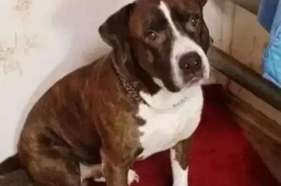 Пропал собака, Интернациональный проезд, 17, Рубцовск - кличка Атом - photo