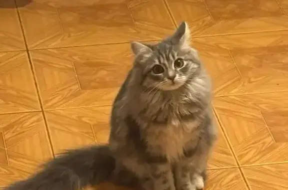 Пропала кошка, Пионерская улица, 94, Тимашёвск - пушистая с рыжим пятнышком - photo