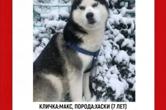 Собаки потеряшки, Кисловодск, фото: Потеряшка собака, Ставрополь