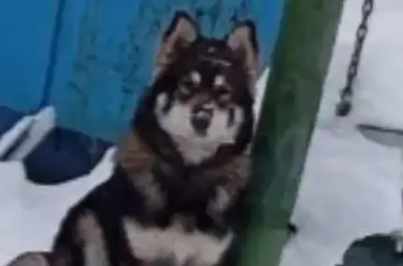 Пропал собака, 12-я линия, 6, Ярославль - помесь хаски с кожаным ошейником - photo