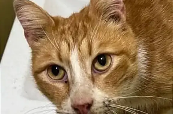 Пропал кот, аллея Поликарпова, 8, Санкт-Петербург - лечится от калицивироза - photo