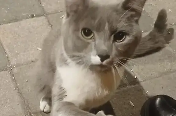 Найдена кошка, Московский, фото: Найдена кошка, Радужная улица, 29, Московский - серый с белыми пятнами, жёлтые глаза
