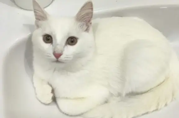 Пропал кот, улица Академика Королёва, Уфа - полностью белый - photo