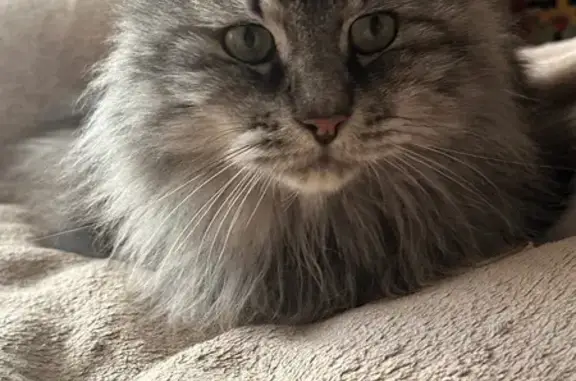 Пропал кот, Волхонское шоссе, Александровская - откликается на кличку Тимофей - photo