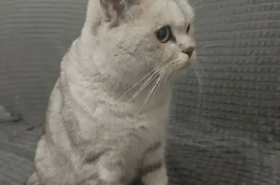 Найдена кошка, Москва, фото: Найдена кошка, Ленинский проспект, 131, Москва - девочка у 1-го подъезда