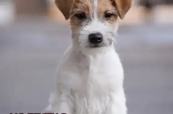 Собаки потеряшки, Санкт-Петербург, фото: Потеряшка собака, Рыбацкий проспект, Санкт-Петербург - белая шерсть с рыжими пятнами