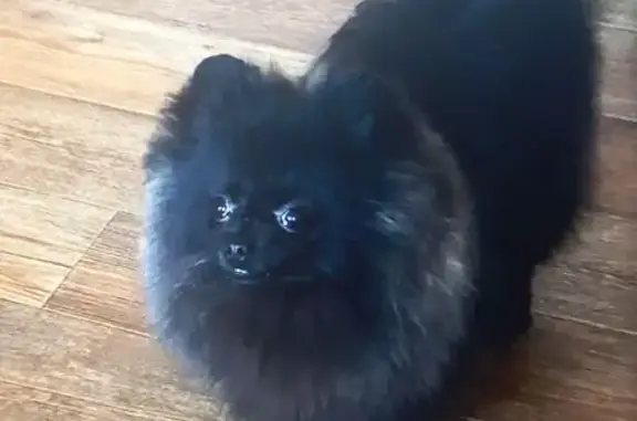 Пропал собака, Солнечная улица, Давыдово - окрас чёрный - photo