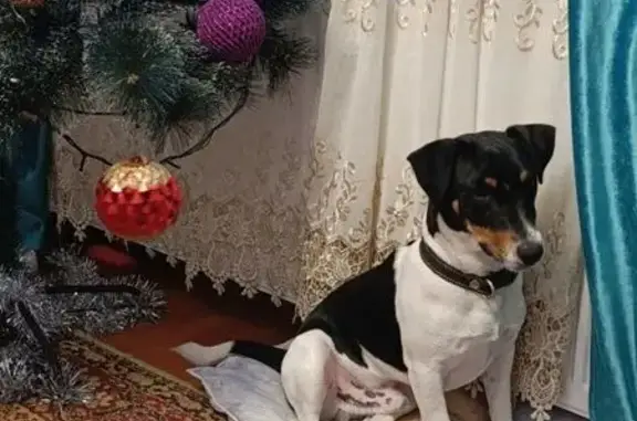 Пропала собака, Даргавский переулок, 2, Владикавказ - photo