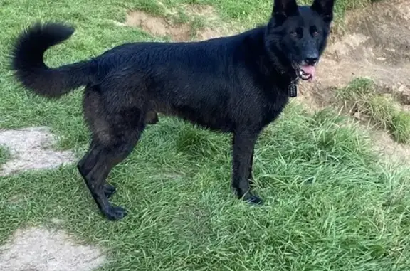 Собаки потеряшки, Лужки, фото: Потеряшка собака, Лужки, Московская область - черная овчарка 12 лет
