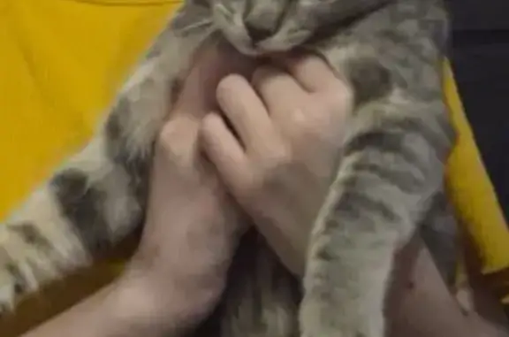 Пропал кот, Интернациональный переулок, 23, Павловский Посад - серый вислоухий - photo