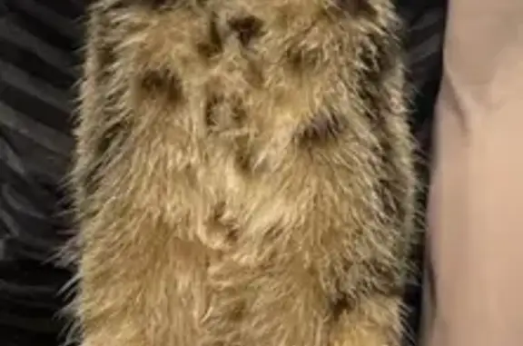 Пропал кот, проспект Юрия Гагарина, 38 к4, Санкт-Петербург - полосы на спине как арбуз - photo