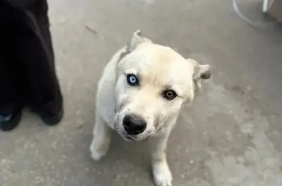 Найдена собака, Краснодар, фото: Найдена собака, Узорная 4, Краснодар - щенок с разными глазками