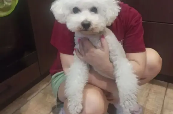 Найдена собака, Бронницы, фото: Найден собака, Конюшенная улица, 37, Бронницы - белый пудель или Бишон