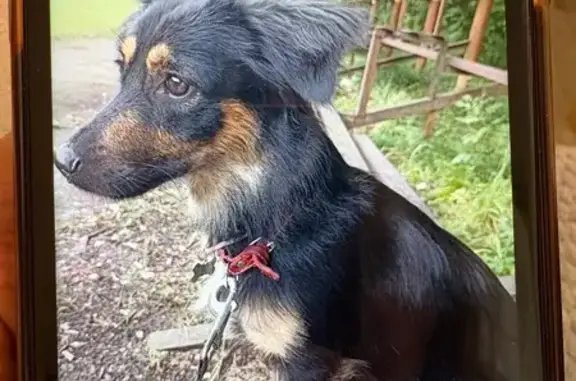 Пропала собака, женский пол, Лесная улица, дома отдыха «Пахра» - photo