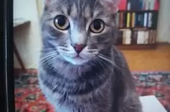 Кошки потеряшки, Москва, фото: Потеряшка кот, улица Генерала Глаголева, Москва - серый, глаза желтые