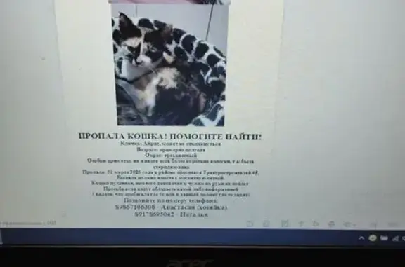 Пропала кошка, проспект Тракторостроителей, 45, Чебоксары - photo