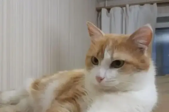 Пропал кот, Ленинский проспект, 50, Йошкар-Ола - бело-рыжий, пушистый, большой - photo