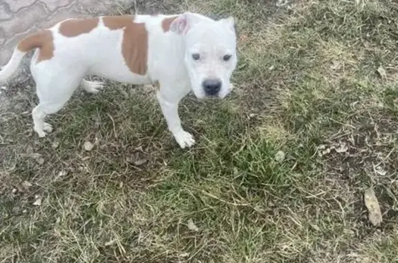 Пропала собака, женская, 1-й Земский переулок, 2, Белгород - контактная и не агрессивная - photo