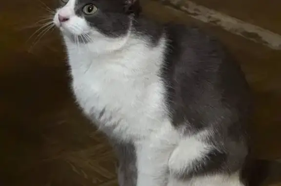 Кошки потеряшки, Москва, фото: Потеряшка кошка, Рождествено, Москва - девочка, 2 года, пугливая