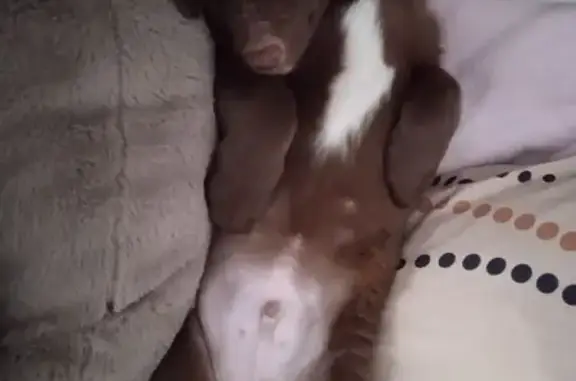 Пропал собака, 1-я Мельничная улица, 19, Рузаевка - коричневого окраса, белая шерстка на шее - photo