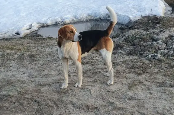 Пропал кобель собаки, Пирочи, Московская область - молодой, здоровый, размером с овчарку - photo