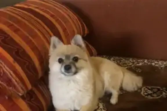 Собаки потеряшки, Брёхово, фото: Потеряшка собака, Пятницкое шоссе, Брёхово - возрастная девочка 13 лет