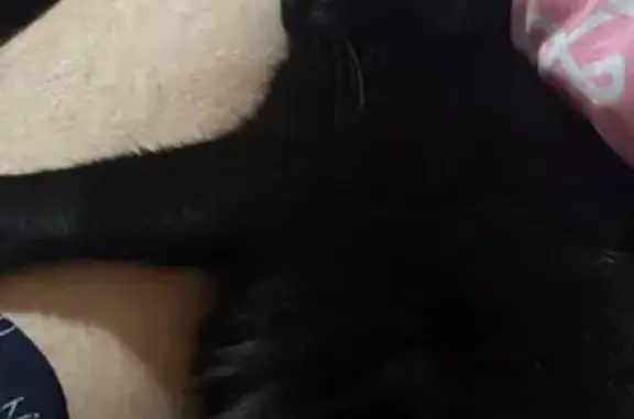 Пропала кошка, Оборонная улица, 2 к4, Мурино - черная с белым пятном - photo