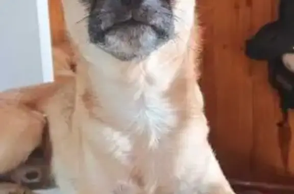 Пропал собака, 2-�я Набережная улица, 59, Бийск - окрас рыжий - photo