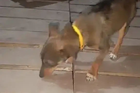 Найдена собака, Калининград, фото: Найдена собака, Калининград - щенок, коричневый, жёлтый ошейник