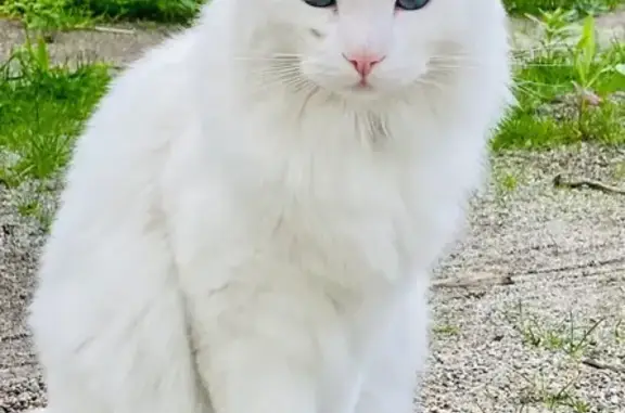 Пропала кошка, Экскаваторная улица, 2Б, Калининград - photo