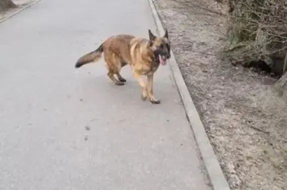 Найдена собака, Калининград, фото: Найдена собака, девочка, улица Чекистов, 81А, Калининград - в коричневом ошейнике