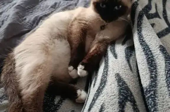 Пропал кот, Пластуновская улица, 53, Славянск-на-Кубани - сиамского окраса - photo