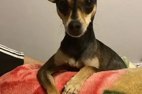 Собаки потеряшки, Астрахань, фото: Потеряшка собака, женский пол, 9-й переулок, 18А, Астрахань - породы Той-терьер