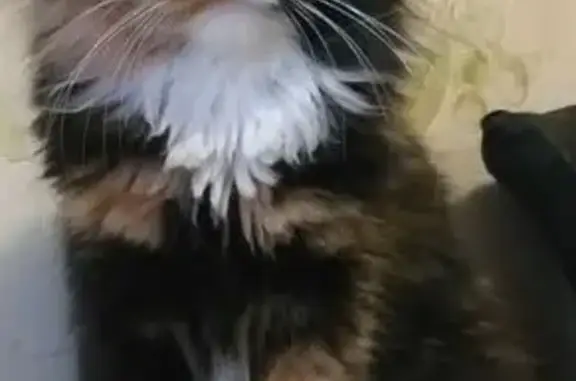 Пропала кошка, Советская улица, 20, Балашиха - откликается на кличку Буся - photo