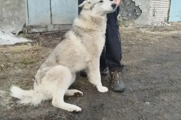 Найдена собака, мужской, Анчаково, Вологда - серый похож на лайку - photo