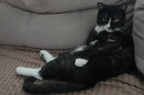 Пропал кот, черно-белый окрас, улица Маяковского, 45, Верхняя Пышма - photo