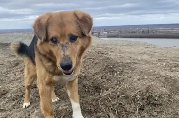 Объявления о пропавших и найденных животных, Тобольск, фото: Найдена собака, Революционная улица, 19, Тобольск - с катарактой на обоих глазах